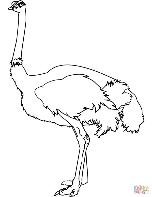 Dibujo de avestruz para colorear