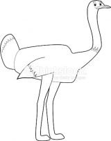 Imágenes de avestruz para pintar (1/77)