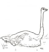 Dibujos de avestruz para colorear (6/77)