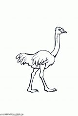 Imágenes de avestruz para pintar (12/77)