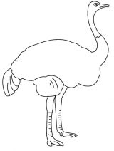 Imágenes de avestruz para pintar (26/77)