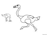 Imágenes de avestruz para pintar (30/77)