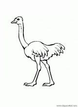 Dibujos de avestruz para colorear (12/32)