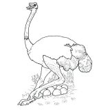 Dibujos de avestruz para colorear (29/32)