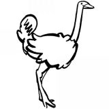 Imágenes de avestruz para pintar (4/13)