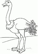 Dibujos de avestruz para colorear (69/77)