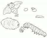 Anélidos y gusanos para colorear (72/123)