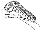 Anélidos y gusanos para colorear (107/123)