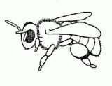 dibujos de abejas para imprimir y colorear (65/81)