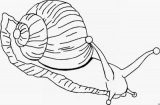 imagenes de caracoles para dibujar (31/92)