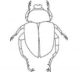 Dibujos para colorear de escarabajos (2/64)