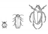 Escarabajos para colorear (12/64)