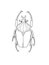 Dibujos de escarabajos para colorear (10/12)