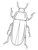 Dibujos para colorear de escarabajos (5/12)