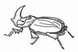 Escarabajos para colorear (48/64)
