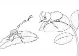 Dibujos para colorear de escarabajos (50/64)