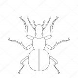 Escarabajos para colorear (58/64)