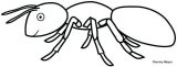 Hormigas para colorear (33/83)