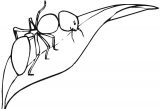 Imágenes de hormigas para colorear (10/16)
