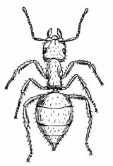 Hormigas para colorear (61/83)