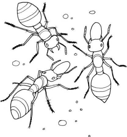 Hormigas Para Colorear 2020 Dibujos De Hormigas Para Colorear