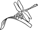 Imágenes de libélulas para imprimir (22/91)