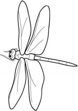 Imágenes de libélulas para dibujar (26/91)
