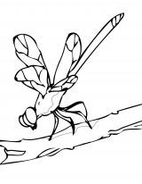 Dibujos de libélulas para colorear (27/91)