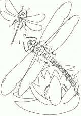 Imágenes de libélulas para imprimir (30/91)