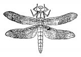 Imágenes de libélulas para dibujar (10/16)