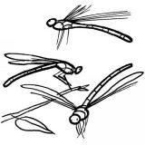 Imágenes de libélulas para dibujar (12/16)