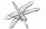 Imágenes de libélulas para dibujar (63/91)