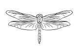 Dibujos de libélulas para colorear (75/91)